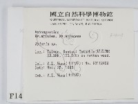 炭角菌屬藏品圖，第2張