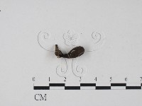 炭角菌屬藏品圖，第1張