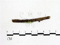 登錄號:F0001426藏品圖，第1張