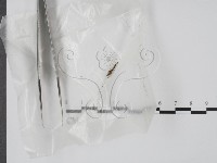 登錄號:F0001433藏品圖，第1張