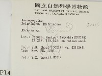 炭角菌屬藏品圖，第2張