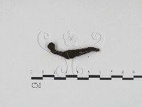 炭角菌屬藏品圖，第3張