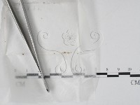 登錄號:F0001441藏品圖，第1張