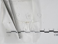 登錄號:F0001441藏品圖，第3張