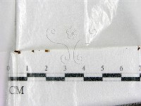 登錄號:F0001444藏品圖，第1張