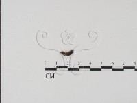 登錄號:F0001447藏品圖，第1張