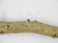 登錄號:F0001451藏品圖，第4張