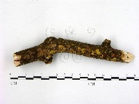 登錄號:F0001455藏品圖，第1張