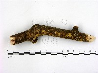 登錄號:F0001455藏品圖，第3張
