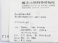 杯傘屬藏品圖，第2張