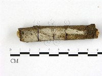 刺皮菌屬藏品圖，第1張