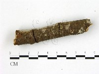 刺皮菌屬藏品圖，第3張
