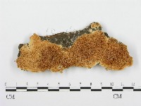 登錄號:F0001461藏品圖，第1張