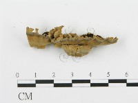 登錄號:F0001466藏品圖，第3張
