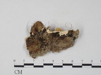 栓菌屬藏品圖，第3張