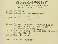 銳孔菌屬藏品圖，第2張