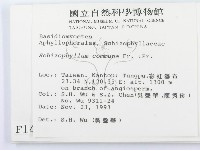 裂褶菌藏品圖，第2張
