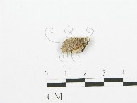 裂褶菌藏品圖，第3張