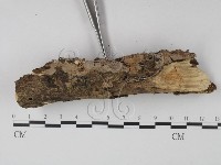 登錄號:F0001471藏品圖，第4張
