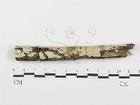 登錄號:F0001473藏品圖，第1張