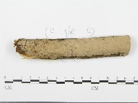 登錄號:F0001478藏品圖，第1張