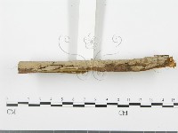 登錄號:F0001478藏品圖，第4張
