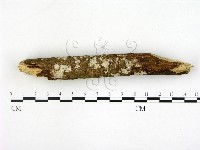 刺皮菌屬藏品圖，第3張