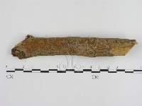 刺革菌屬藏品圖，第1張