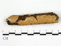 刺皮菌屬藏品圖，第1張
