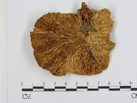 登錄號:F0001487藏品圖，第1張