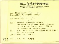 刺皮菌屬藏品圖，第2張