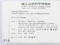 齒耳菌屬藏品圖，第2張