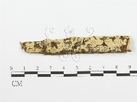 齒耳菌屬藏品圖，第1張