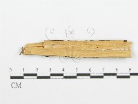 齒耳菌屬藏品圖，第3張