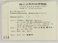 刺革菌屬藏品圖，第2張