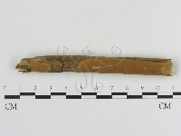 刺革菌屬藏品圖，第1張