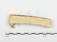 登錄號:F0001500藏品圖，第4張