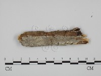 登錄號:F0001504藏品圖，第1張