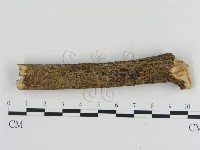 刺革菌屬藏品圖，第3張