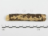 齒耳菌屬藏品圖，第1張