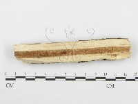 齒耳菌屬藏品圖，第4張