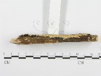 齒耳菌屬藏品圖，第5張