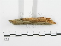 登錄號:F0001509藏品圖，第5張