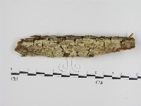 登錄號:F0001511藏品圖，第1張