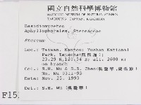 韌革菌屬藏品圖，第2張