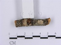 韌革菌屬藏品圖，第3張