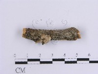 韌革菌屬藏品圖，第4張