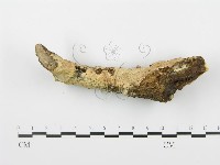 登錄號:F0001515藏品圖，第1張