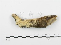 登錄號:F0001515藏品圖，第4張