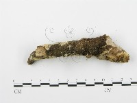 登錄號:F0001515藏品圖，第5張
